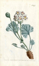 1787 Curtis Botanical Magazine Print Crane's Bill Geranium - Panteek Antique Prints