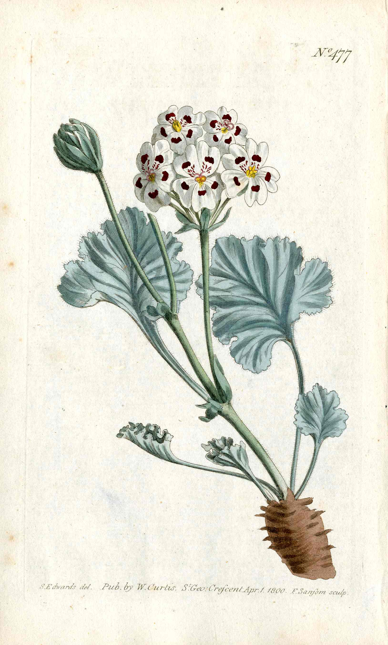1787 Curtis Botanical Magazine Print Crane's Bill Geranium