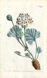 1787 Curtis Botanical Magazine Print Crane's Bill Geranium - Panteek Antique Prints
