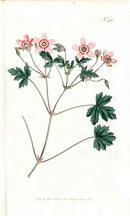 1787 Curtis Botanical Magazine Print Pink Geranium - Panteek Antique Prints
