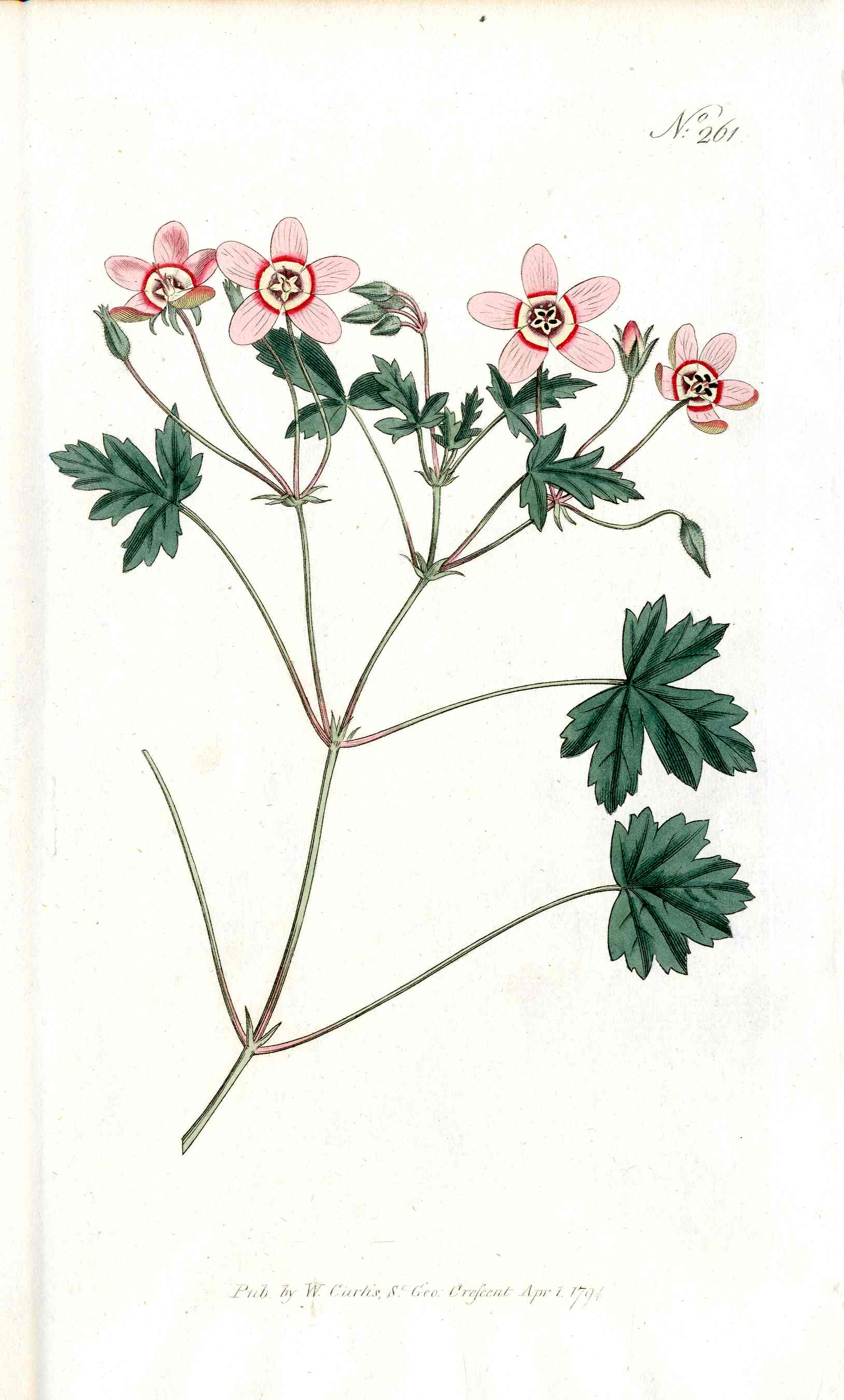 1787 Curtis Botanical Magazine Print Pink Geranium