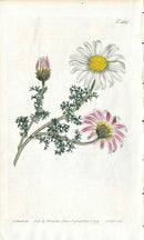 1787 Curtis Botanical Magazine Print Mount Atlas Daisy - Panteek Antique Prints