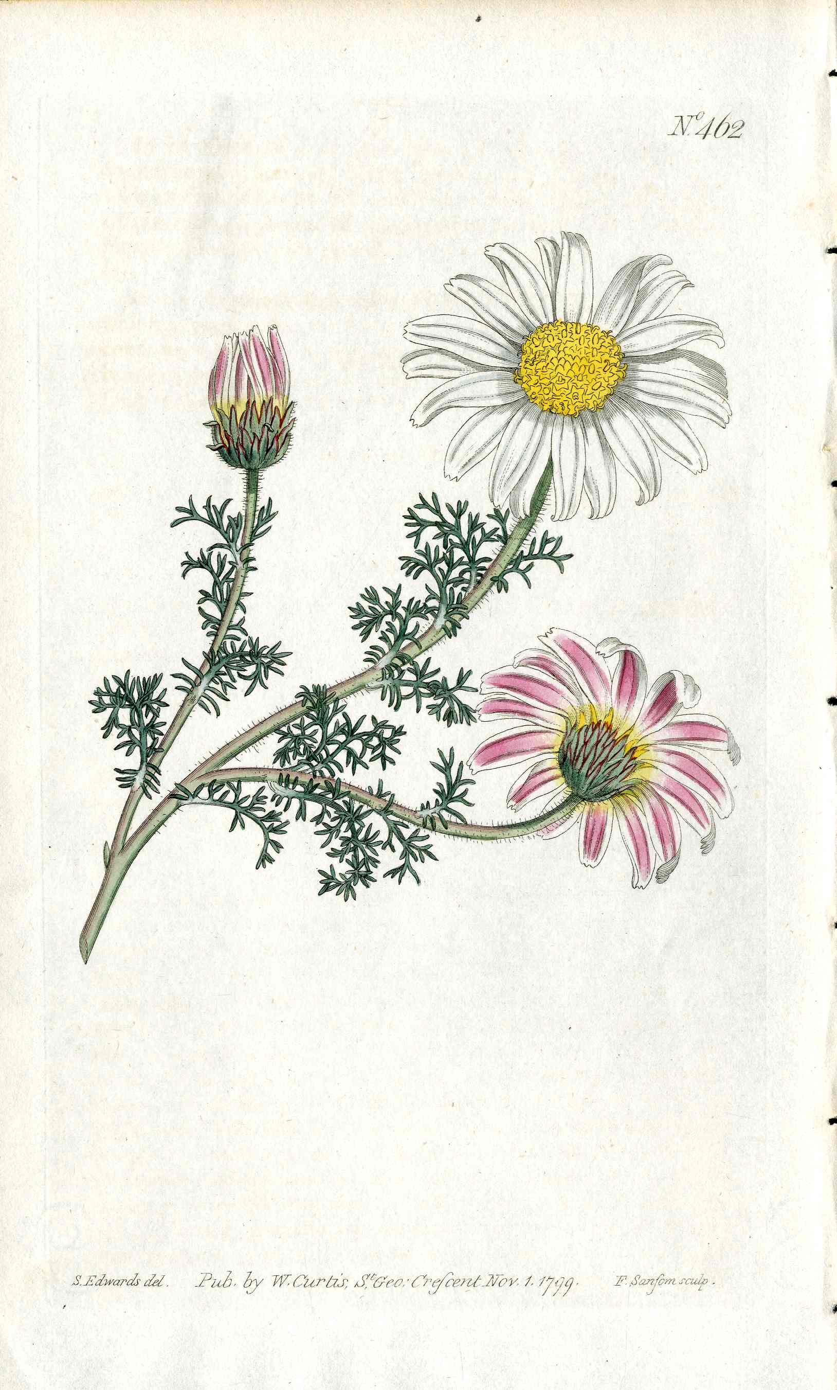 1787 Curtis Botanical Magazine Print Mount Atlas Daisy