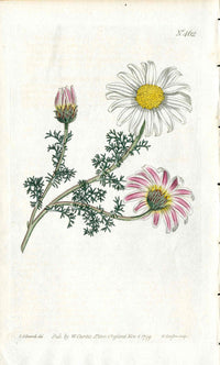 1787 Curtis Botanical Magazine Print Mount Atlas Daisy - Panteek Antique Prints