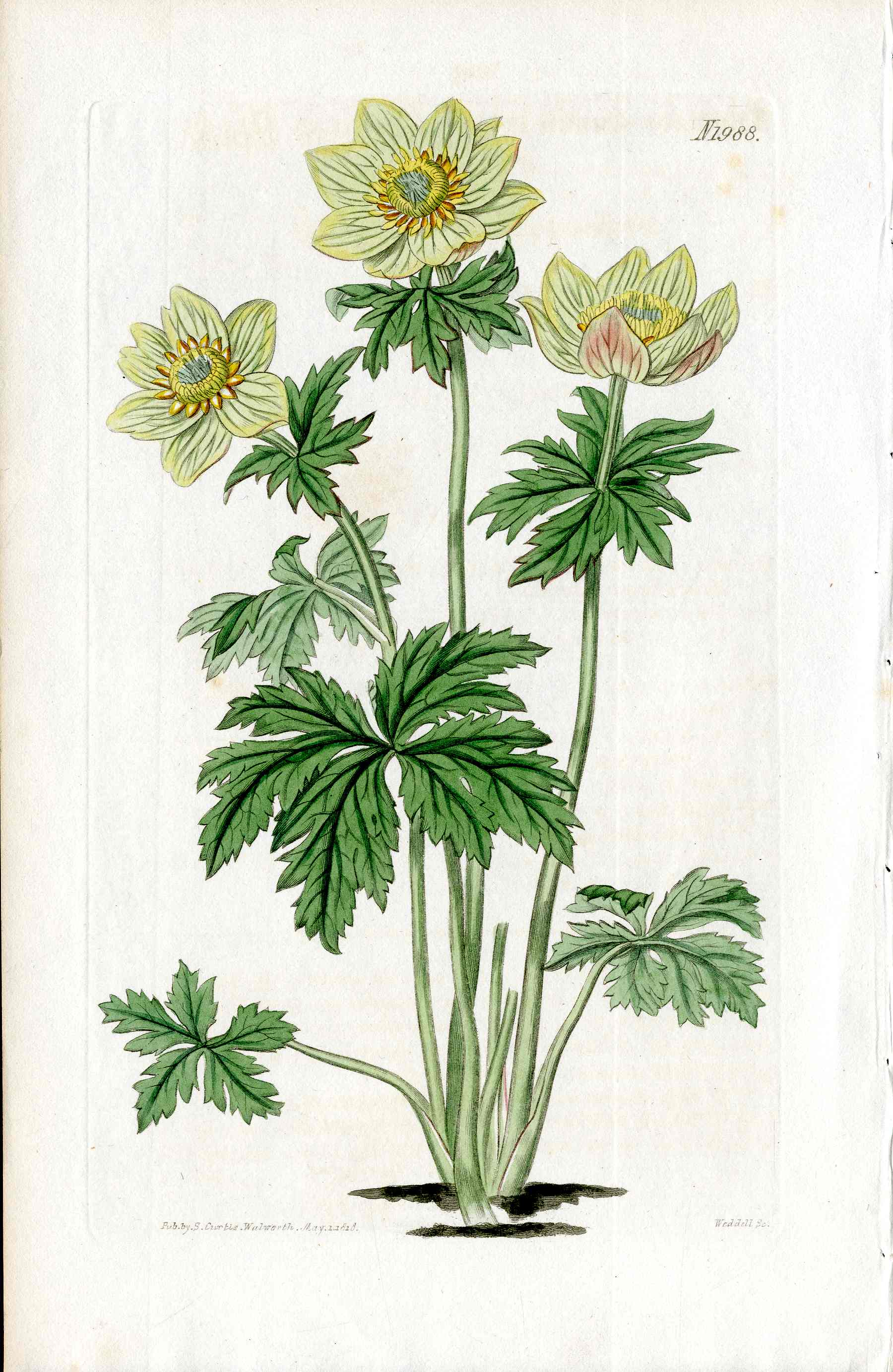 Curtis American Globe flower