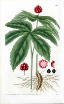 Goldenseal Hydrastis Original Engraving
