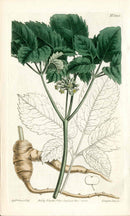 Curtis Ginseng Five Leaved Panax