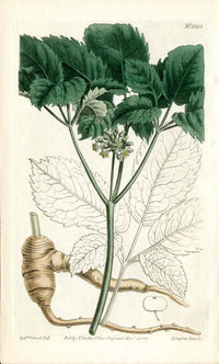 Curtis Ginseng Five Leaved Panax