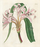 Curtis Botanical Magazine Print Pink Striped Lily