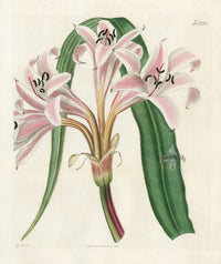 Curtis Botanical Magazine Print Pink Striped Lily