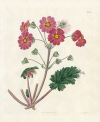 Curtis Botanical Magazine Print Pink Primrose