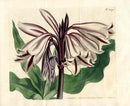 Curtis Botanical Magazine Print Double Crimson and White Amaryllis
