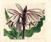 Curtis Botanical Magazine Print Double Crimson and White Amaryllis
