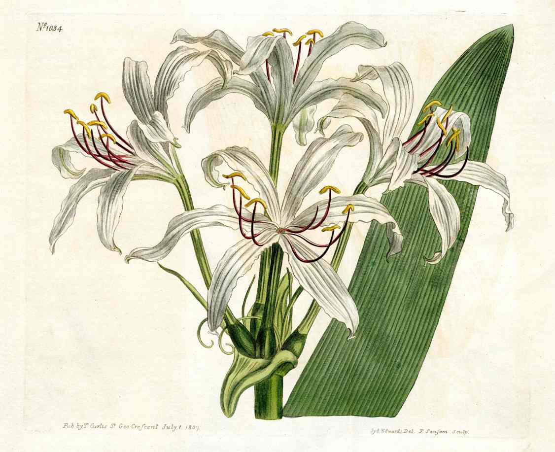 Curtis Botanical Magazine Print Double American Swamp Lily