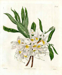 Curtis Botanical Magazine Print Double Thompson's Azalea