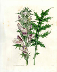 Curtis Botanical Magazine Print Prickly Acanthus