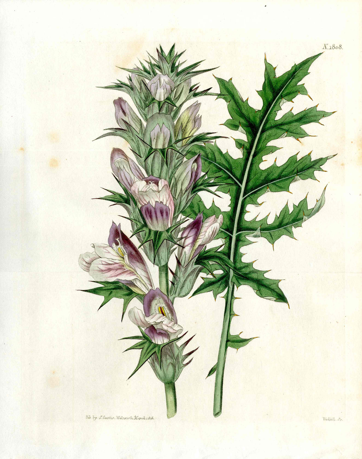 Curtis Botanical Magazine Print Prickly Acanthus