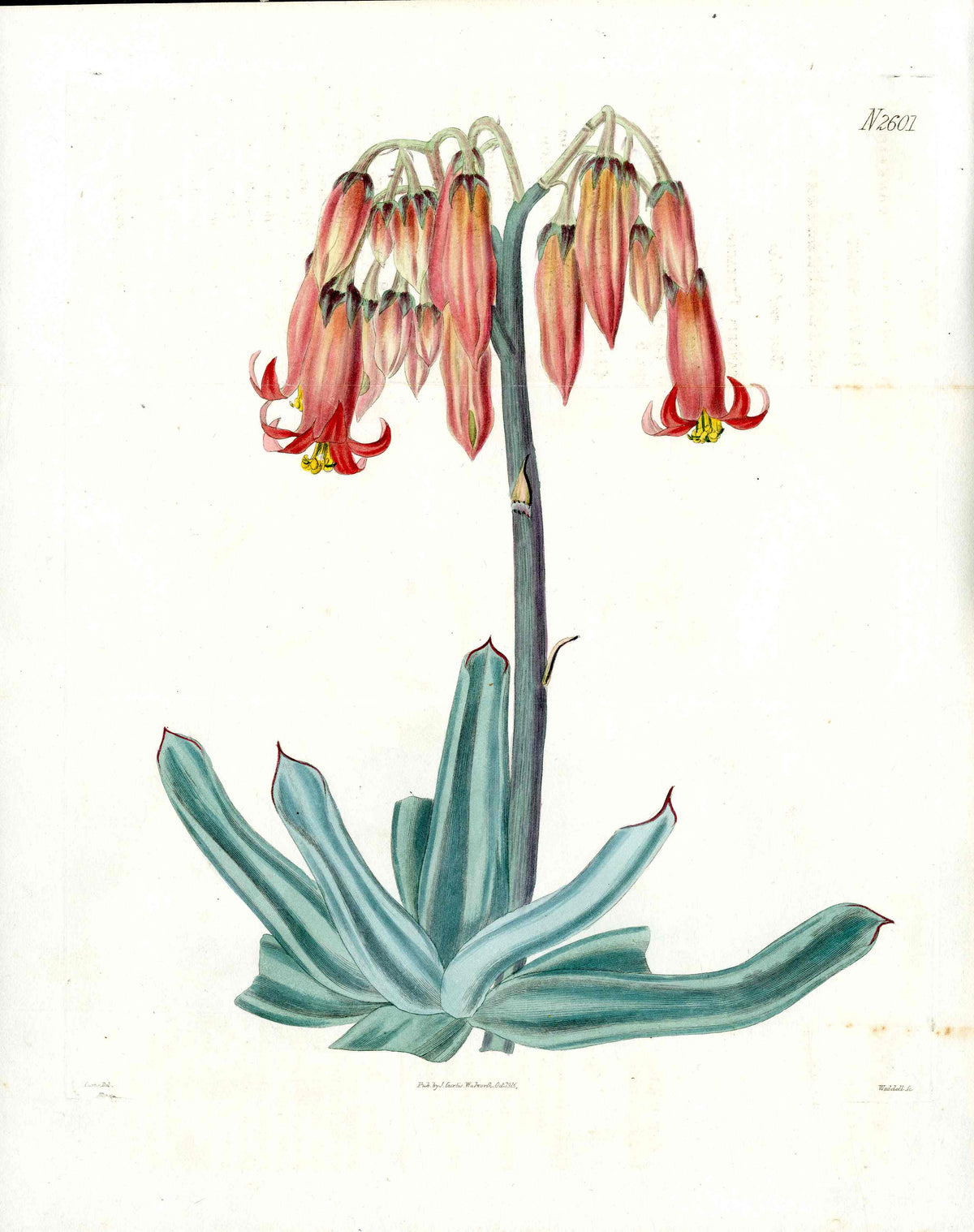 Curtis Botanical Magazine Print Sparkling Navel Wort