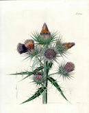 Curtis Botanical Magazine Print Twin Thorn Thistle