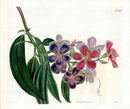 Curtis Botanical Magazine Print Double Indian Rhododendron