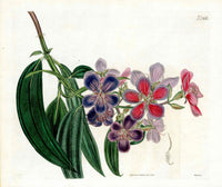 Curtis Botanical Magazine Print Double Indian Rhododendron