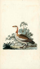 Donovan British Birds Original Egyptian Goose