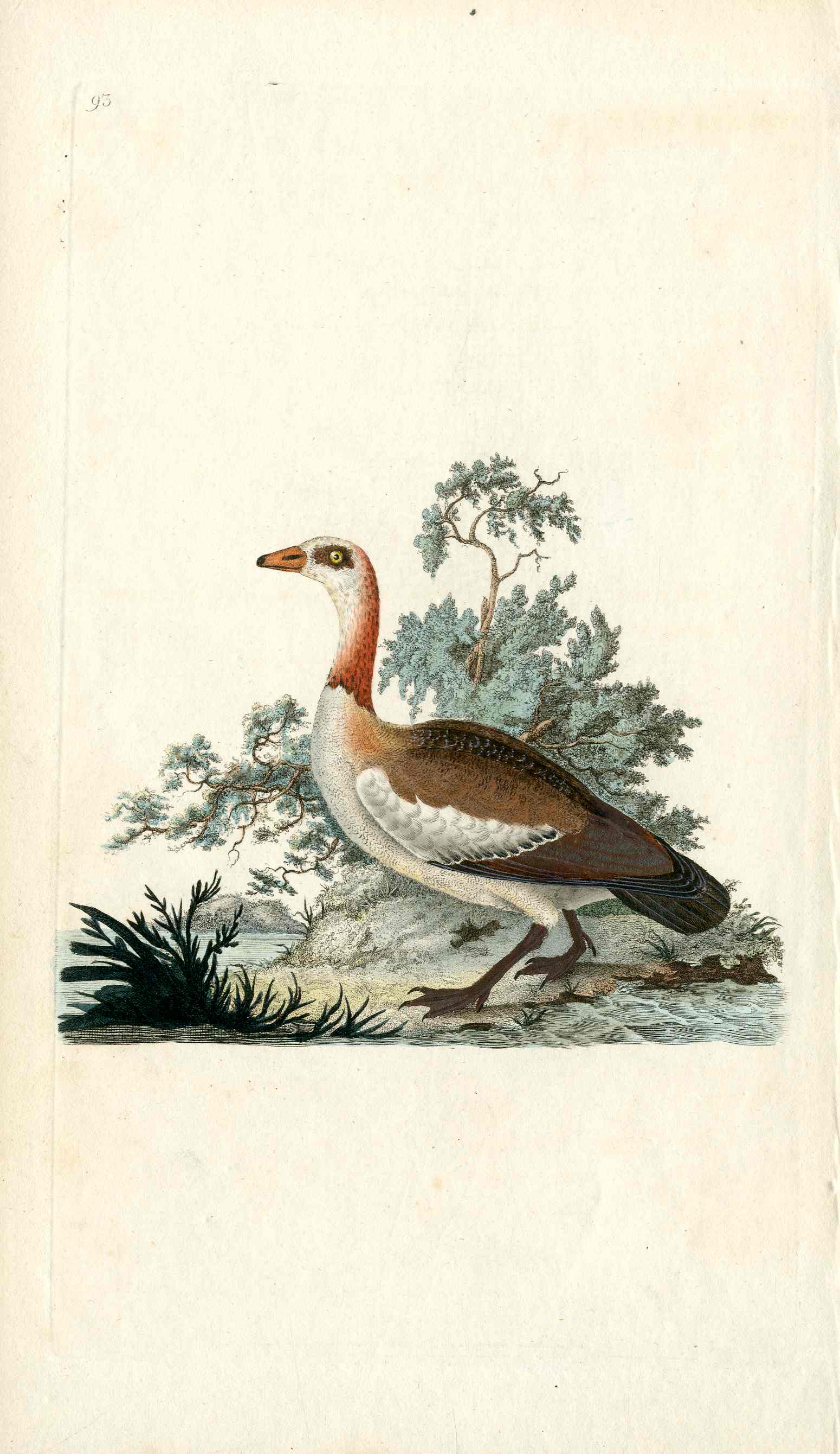 Donovan British Birds Original Egyptian Goose