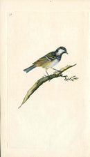 Donovan British Birds Original Cole Tit