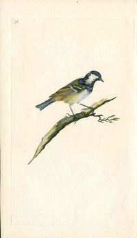 Donovan British Birds Original Cole Tit