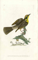 Donovan British Birds Original Kentucky Warbler