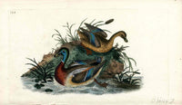 Donovan British Birds Original Mallard Ducks