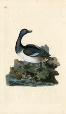 Donovan British Birds Original Ring-necked Duck