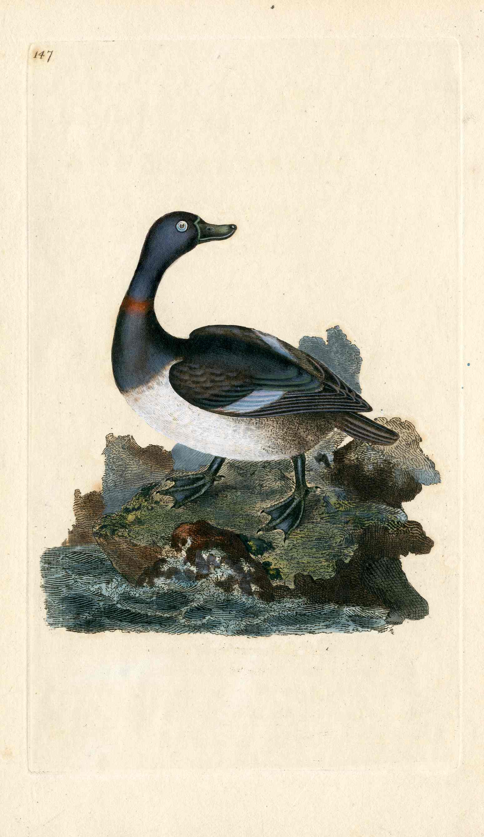 Donovan British Birds Original Ring-necked Duck