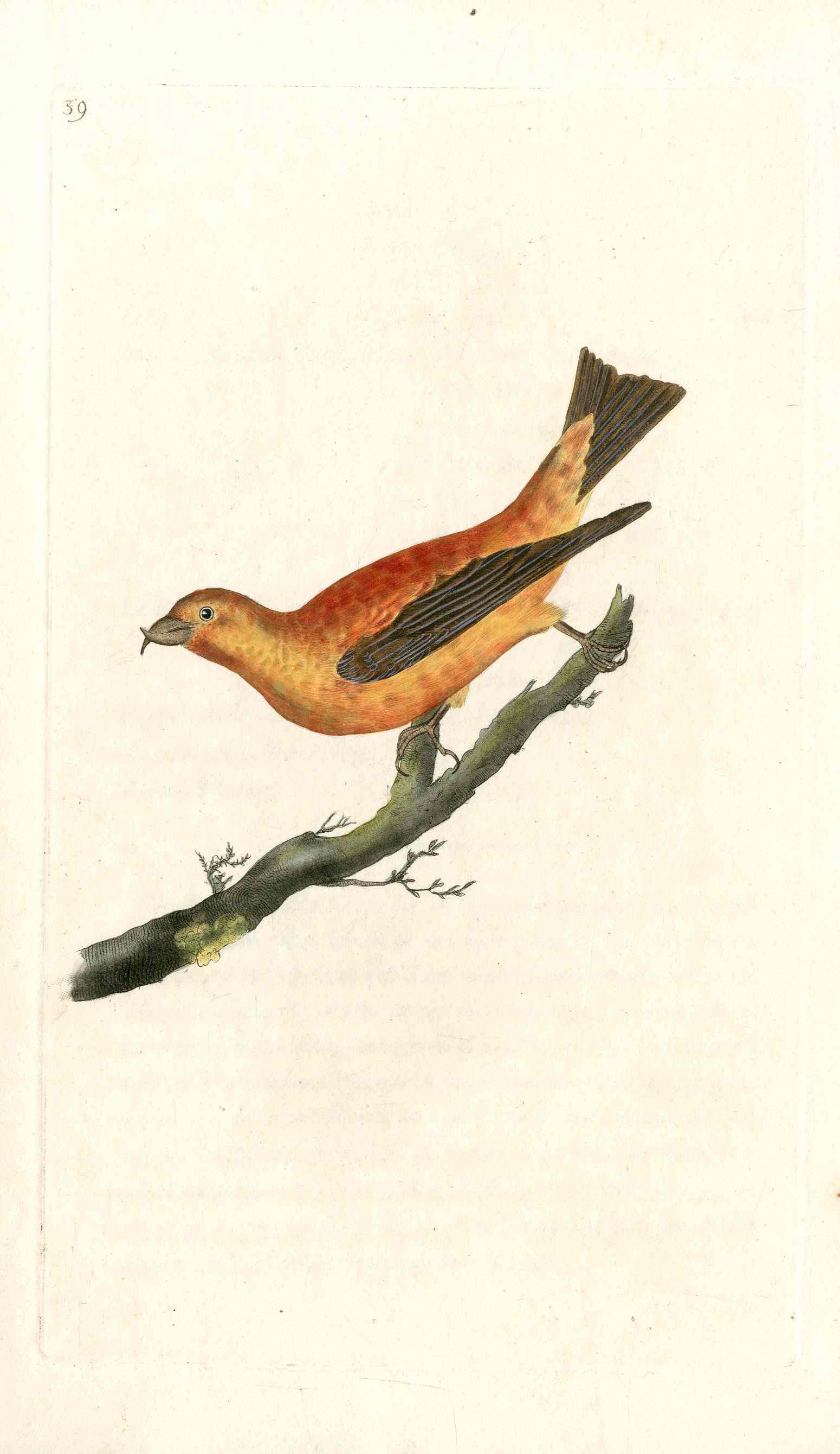 Donovan British Birds Original Red-breasted Black-bird