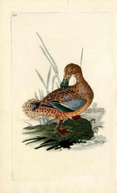 Donovan British Birds Original Shoveler Duck