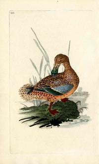 Donovan British Birds Original Shoveler Duck