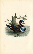 Donovan British Birds Original Summer Duck