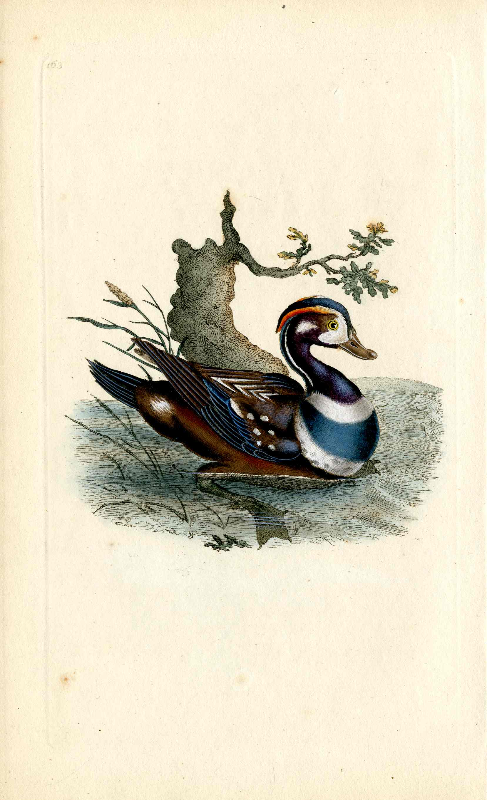 Donovan British Birds Original Summer Duck