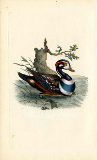 Donovan British Birds Original Summer Duck
