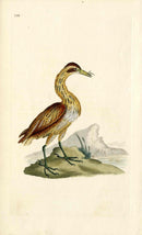 Donovan British Birds Original Great Bittern