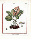 Duhamel du Monceau French Antique Fruit 1768 German Sour Cherry - Panteek Antique Prints