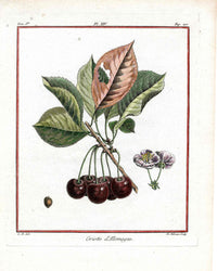 Duhamel du Monceau French Antique Fruit 1768 German Sour Cherry - Panteek Antique Prints