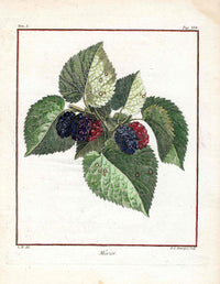 Duhamel du Monceau French Antique Fruit 1768 Murier Berry - Panteek Antique Prints