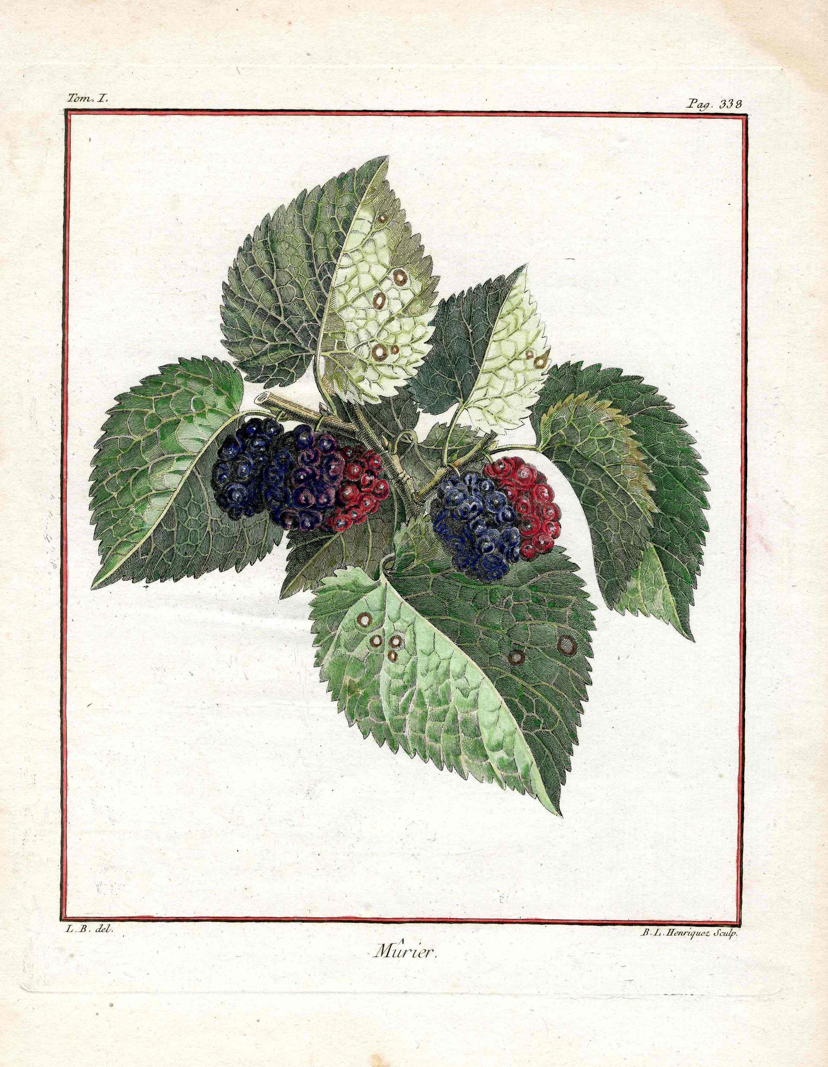 Duhamel du Monceau French Antique Fruit 1768 Murier Berry