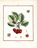 Duhamel du Monceau French Antique Fruit 1768 Hâtive Cherry - Panteek Antique Prints