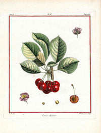 Duhamel du Monceau French Antique Fruit 1768 Hâtive Cherry - Panteek Antique Prints
