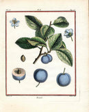 Duhamel du Monceau French Antique Fruit 1768 Roiale Plum - Panteek Antique Prints