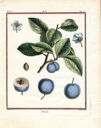 Duhamel du Monceau French Antique Fruit 1768 Roiale Plum - Panteek Antique Prints