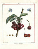 Duhamel du Monceau French Antique Fruit 1768 Holland Cherry - Panteek Antique Prints