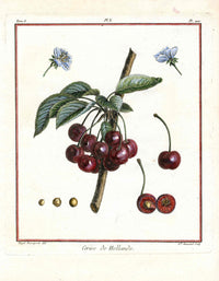 Duhamel du Monceau French Antique Fruit 1768 Holland Cherry - Panteek Antique Prints